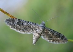 Lyngdvergmåler (Eupithecia nanata)