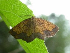 Dark Bordered Beauty (Epione vespertaria)