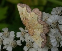 Dark Bordered Beauty (Epione vespertaria)
