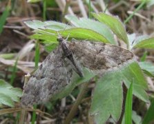 Spissvingedvergmåler (Eupithecia lanceata)