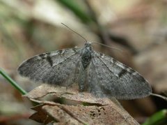 Taigadvergmåler (Eupithecia conterminata)