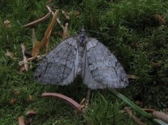 Orebuskmåler (Hydriomena impluviata)