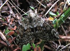 Spruce Carpet (Thera variata)