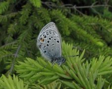 Cranberry Blue (Plebejus optilete)