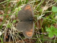 Dewy Ringlet (Erebia pandrose)