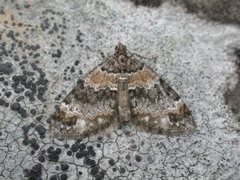 Barred Carpet (Martania taeniata)