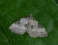 Pretty Pinion (Perizoma blandiata)