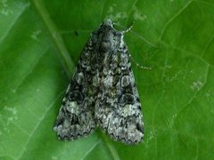 Grønt skogfly (Anaplectoides prasina)