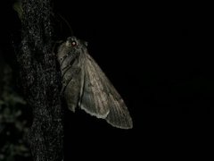 Mørkt skogfly (Eurois occulta)