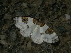 Blue-bordered Carpet (Plemyria rubiginata)