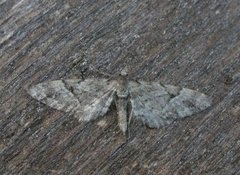 Spissvingedvergmåler (Eupithecia lanceata)