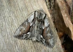 The Saxon (Hyppa rectilinea)