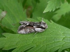 The Saxon (Hyppa rectilinea)