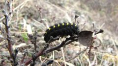 Fjellbloddråpesvermer (Zygaena exulans)