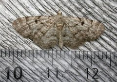 Cloaked Pug (Eupithecia abietaria)