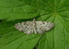 Cloaked Pug (Eupithecia abietaria)
