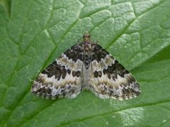 Broken-barred Carpet (Electrophaes corylata)