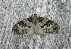 Broken-barred Carpet (Electrophaes corylata)