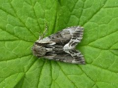 The Saxon (Hyppa rectilinea)
