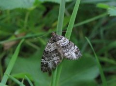 Barred Carpet (Martania taeniata)