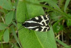 Wood Tiger (Parasemia plantaginis)
