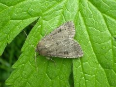 Double Dart (Graphiphora augur)