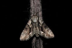 The Saxon (Hyppa rectilinea)