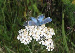 Fjellblåvinge (Plebejus orbitulus)