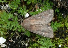 Teglrødt engfly (Apamea lateritia)