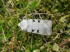 Autumnal Rustic (Eugnorisma glareosa)