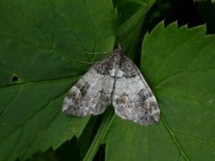 Flekkskogmåler (Dysstroma latefasciata)