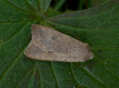 Bølgelinjet høstfly (Agrochola circellaris)