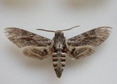 Convolvulus Hawk-moth (Agrius convolvuli)