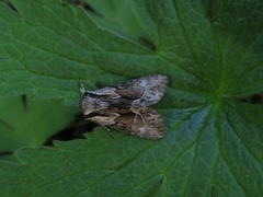 Raggfly (Hyppa rectilinea)