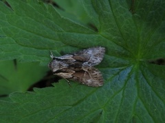 The Saxon (Hyppa rectilinea)