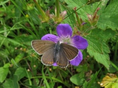 Brun blåvinge (Aricia eumedon)