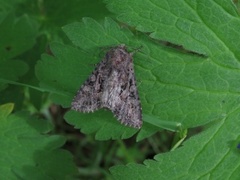 Brunt lærfly (Mniotype adusta)