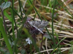 Heilundmåler (Perizoma minorata)