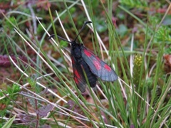 Fjellbloddråpesvermer (Zygaena exulans)