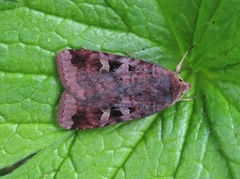 Rødfrynset teglfly (Diarsia brunnea)