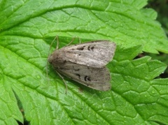 Krattfly (Graphiphora augur)