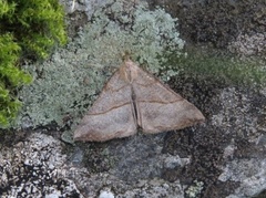 Snout (Hypena proboscidalis)