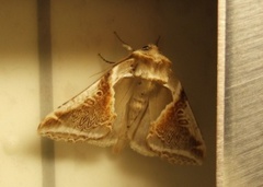 Buff Arches (Habrosyne pyritoides)