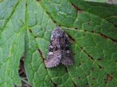 Minor Shoulder-knot (Brachylomia viminalis)
