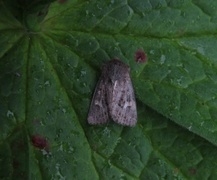 Svart sumpfly (Celaena haworthii)