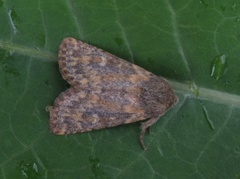 Brindled Ochre (Dasypolia templi)