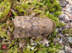 Brindled Ochre (Dasypolia templi)