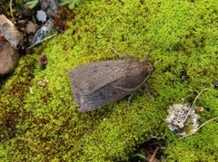 Grått pyramidefly (Amphipyra tragopoginis)