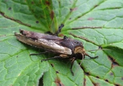 Red Sword-grass (Xylena vetusta)