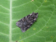 Softly's Shoulder-knot (Lithophane consocia)